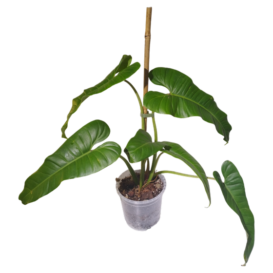 Philodendron deflexum L