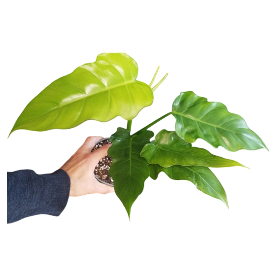 Philodendron lacerum M