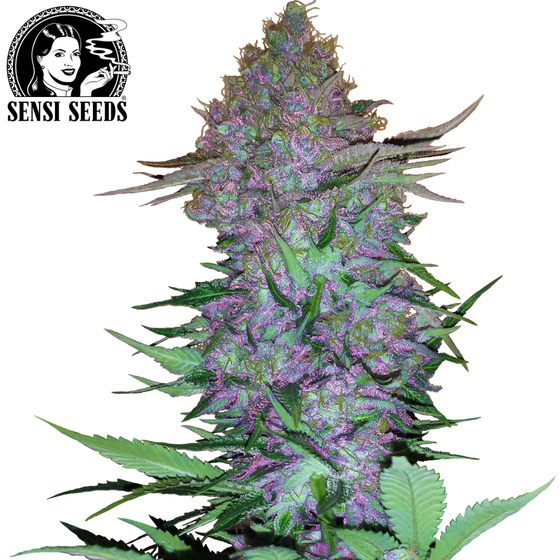 Samen, Sensi Seeds®, Purple Skunk, Auto