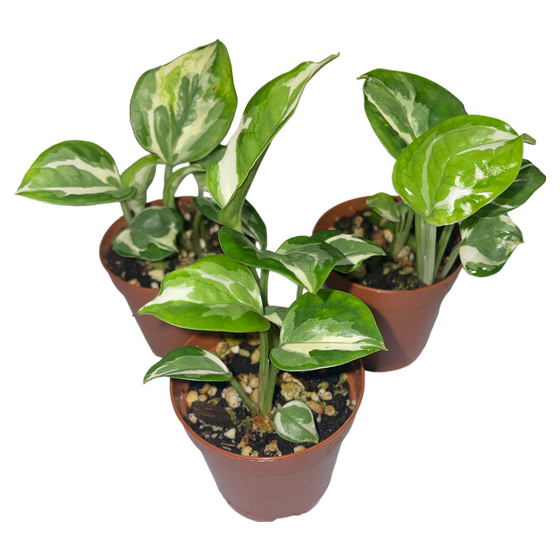 Epipremnum Pinnatum ‘Njoy‘ Babyplant