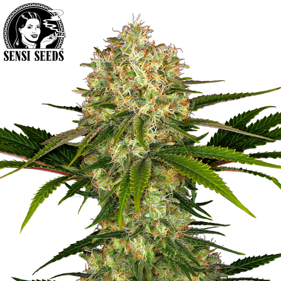 Samen, Sensi Seeds®, Afghani #1
