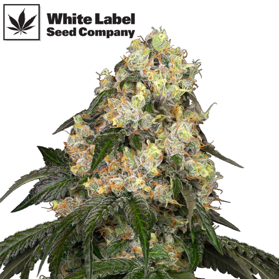 Samen, White Label Seeds, White Biscotti OG XXL