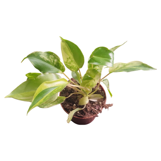 Philodendron Burle Marx Variegata S-M