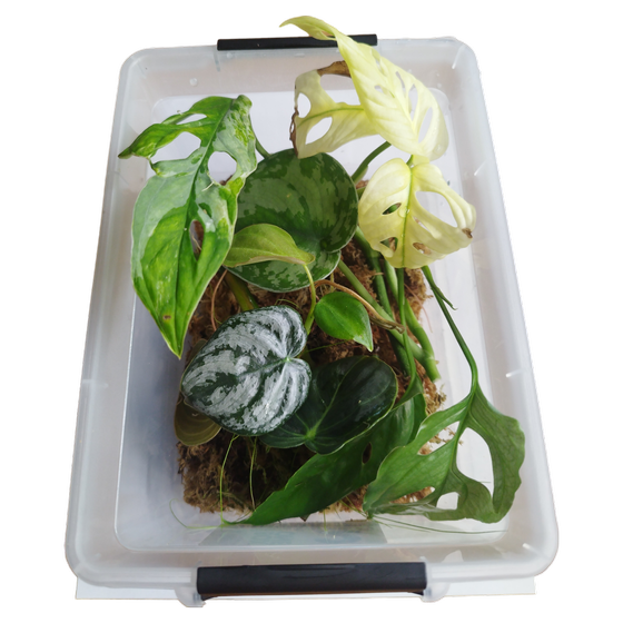 Cutting Box / Ableger / Stecklinge *Limited Only*