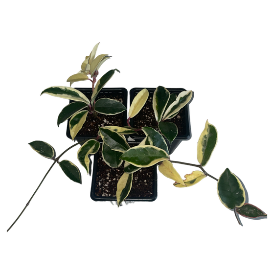 Hoya carnosa ‘Krimson Queen‘ M