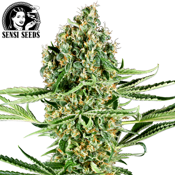 Samen, Sensi Seeds®, Critical Runtz