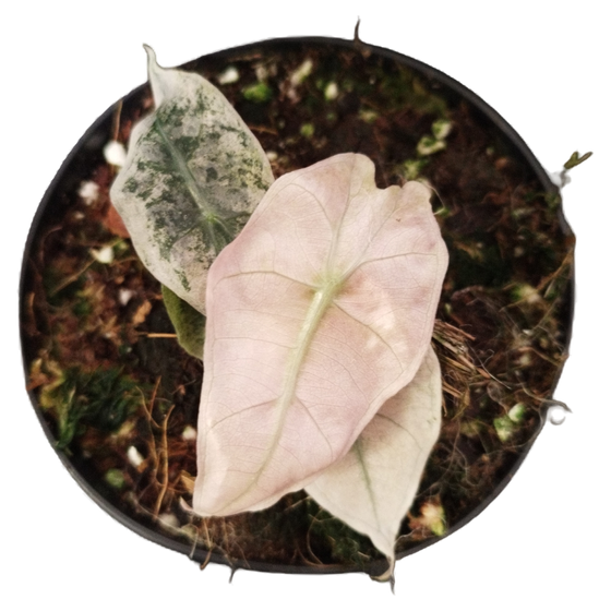 Alocasia Polly Pink Variegata  (S) **CHRISTMAS SALE**