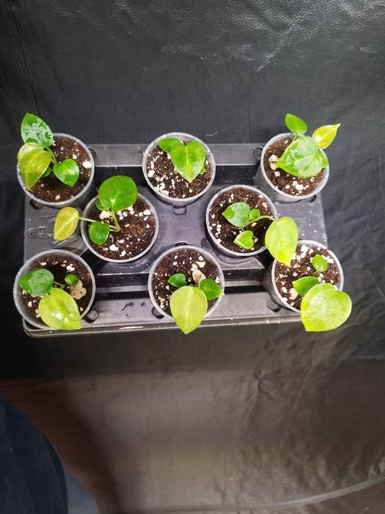 Anthurium Forgetii x Anthurium Crystallinum Babyplant