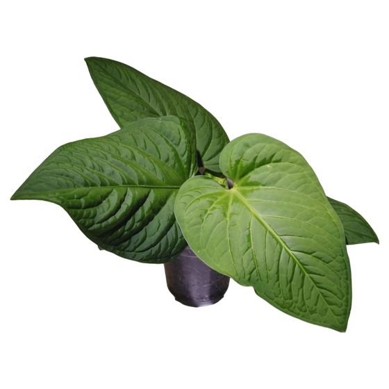 Anthurium pulcachense L