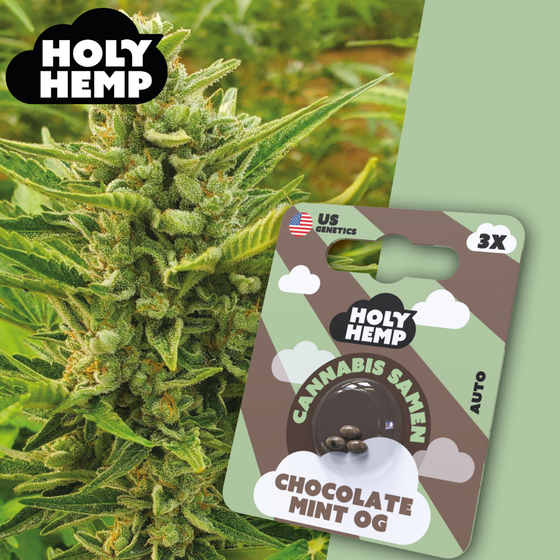 Samen, Holy Hemp, Chocolate Mint OG