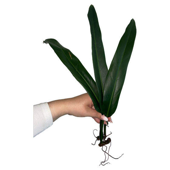 Philodendron Bicolor Stammsteckling