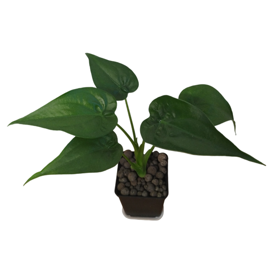 Alocasia Cucullata Babyplant Hydrokultur