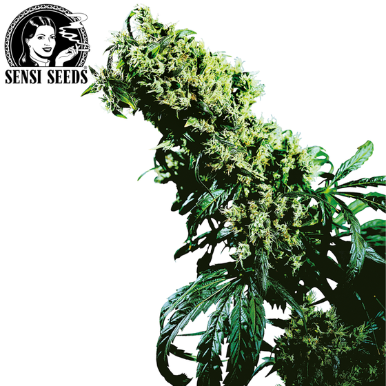 Samen, Sensi Seeds®, NL #5 x Haze