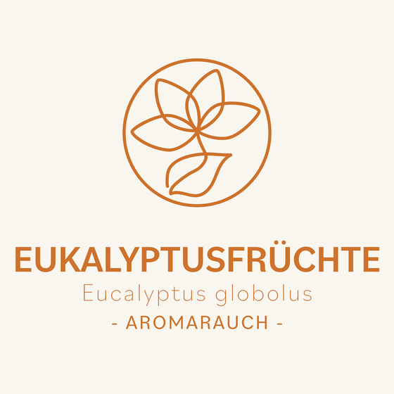 Eukalyptusfrüchte