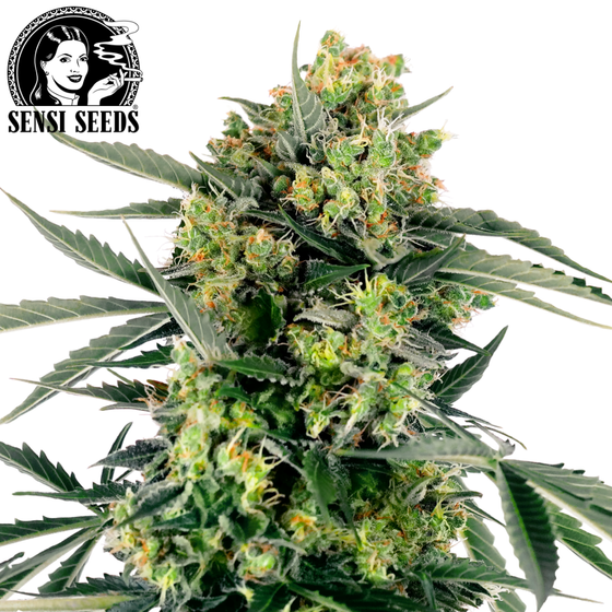 Samen, Sensi Seeds®, Blueberry Skittlez, Auto