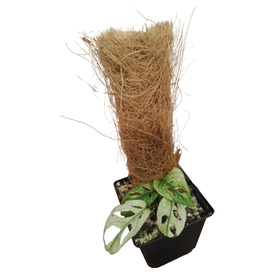Monstera Adansonii Archipelago 'Swedish Ghost' inkl. Small Moss Pole