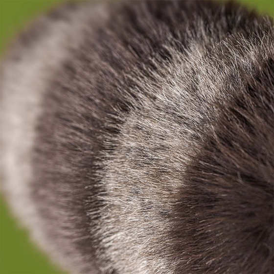 Jellycat Kuscheltier Trixiwoo Raccoon