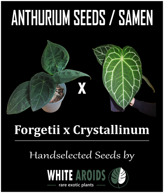 Anthurium Forgetii x Crystallinum Samen / Seeds