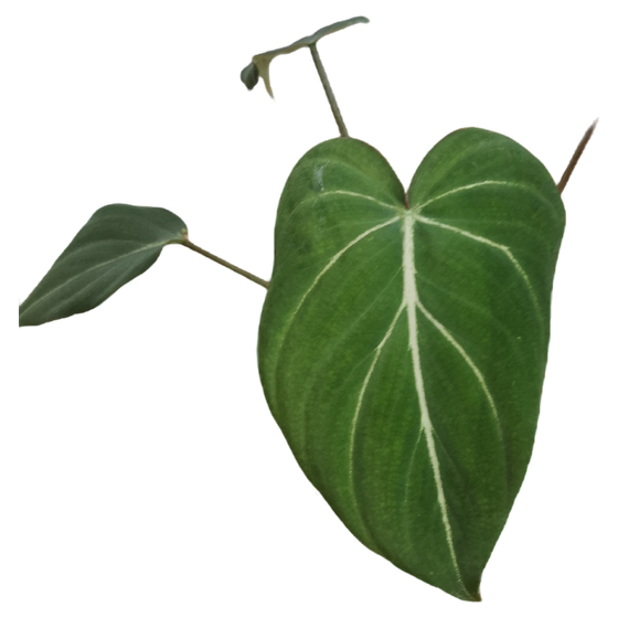 Philodendron Gloriosum Zebra (S-M)