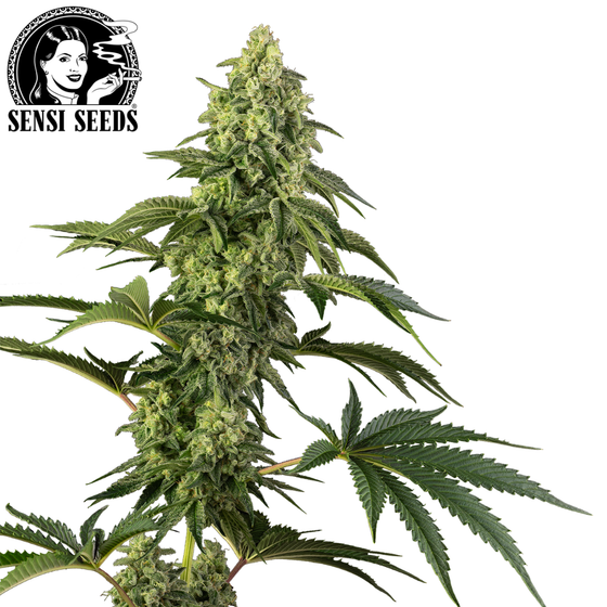 Samen, Sensi Seeds®, Cosmic Kiss