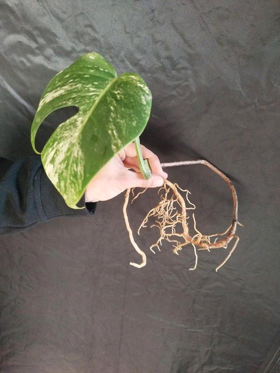 Monstera Deliciosa Variegata Stammsteckling