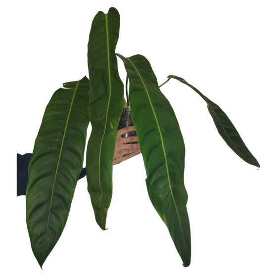 Philodendron patriciae XL