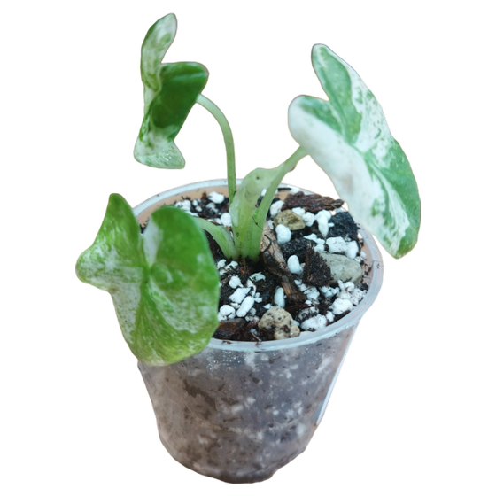 Alocasia Odora Variegata 'Batik' Babyplant