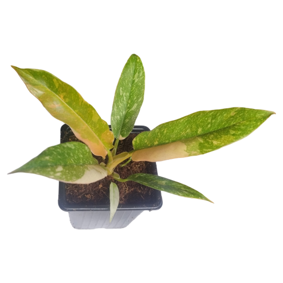 Philodendron Ring of Fire S