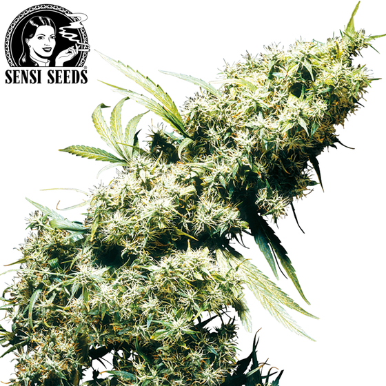Samen, Sensi Seeds®, Jamaican Pearl