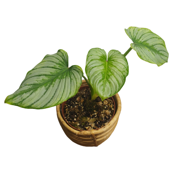 Philodendron Mamei M