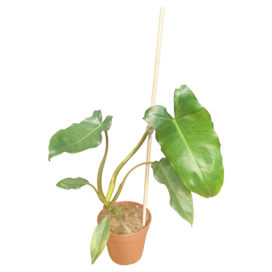 Philodendron Paraiso Verde M