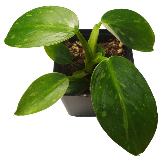 Philodendron Jose Buono Babyplant