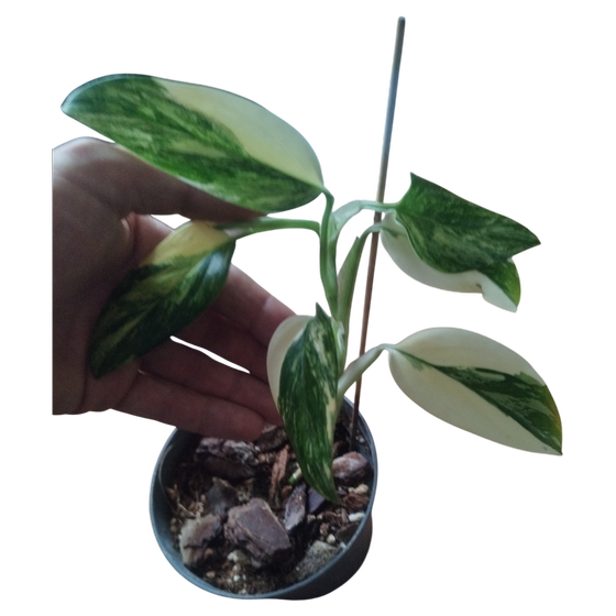 Monstera standleyana aurea yellow Variegata 