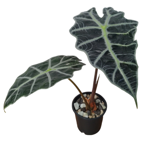 Alocasia Amazonica Hydrokultur L
