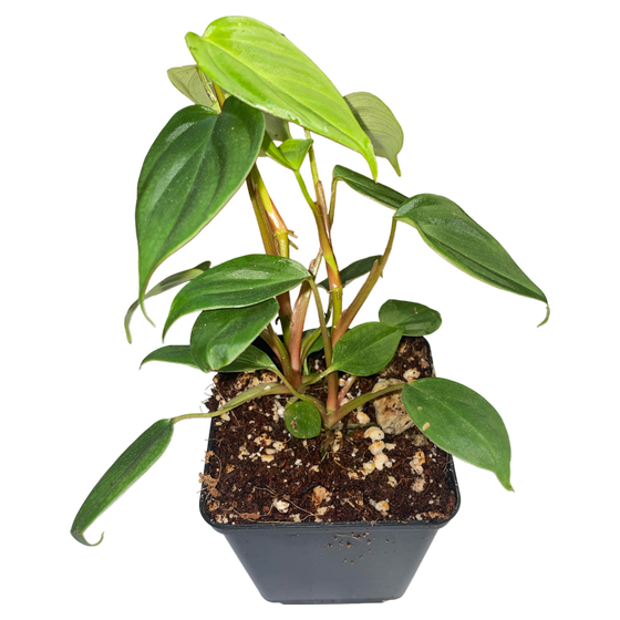 Philodendron nangaritense S (2 plants in one pot)