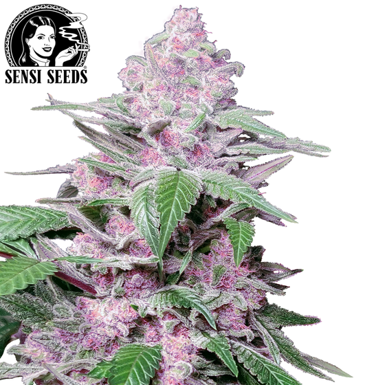Samen, Sensi Seeds®, Purple Cookie Kush