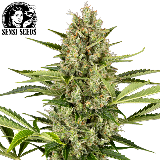 Samen, Sensi Seeds®, Jack Herer, Auto