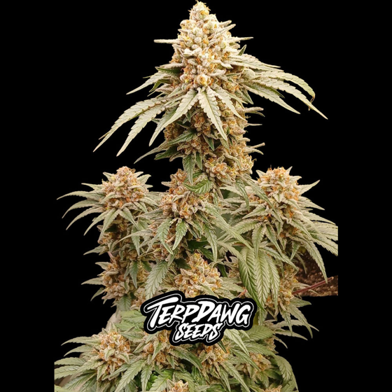Samen, Terpdawg Seeds, Terpdawg Lemonade