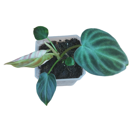 Philodendron Verrucosum Babyplant