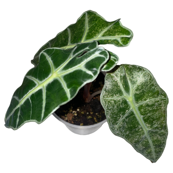 Alocasia Polly Variegata