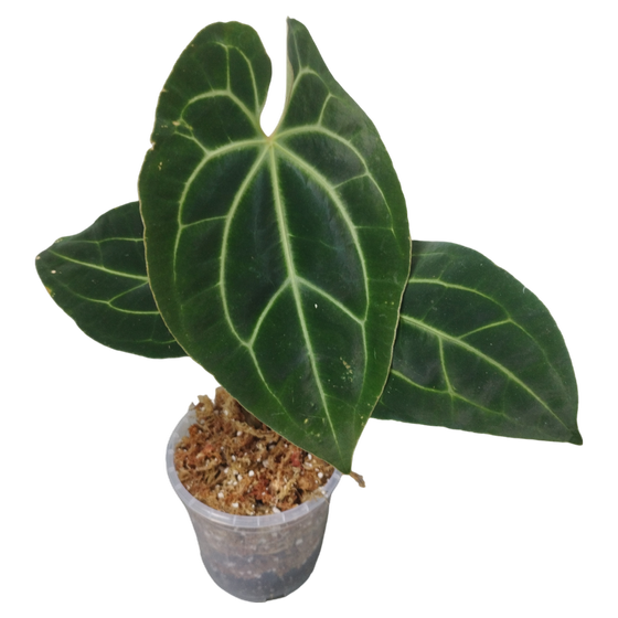 Anthurium besseae aff M