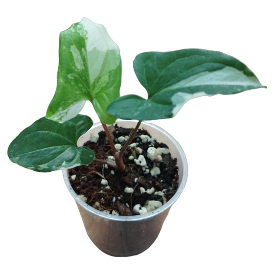 Syngonium Podophyllum Albo Variegata Babyplant