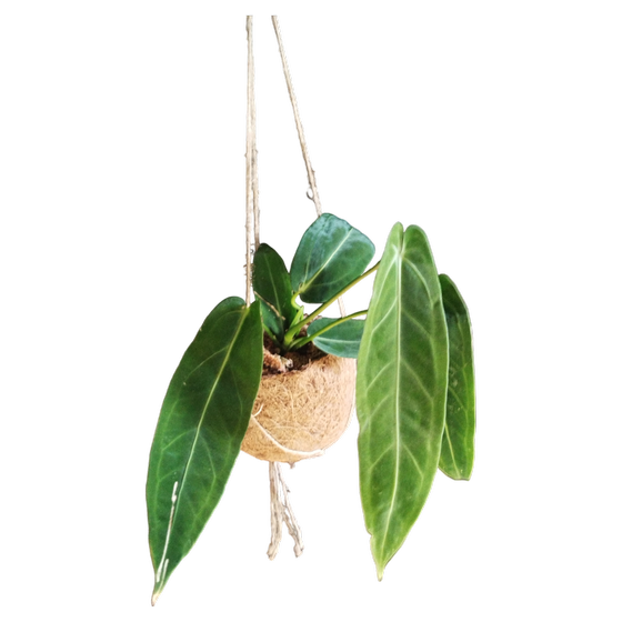 Anthurium Warocqueanum inkl. Kokos-Hängeampel