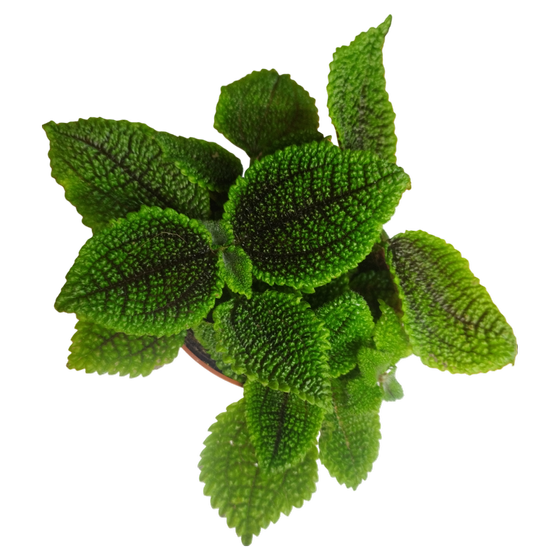 Pilea involucrata 'Moon Valley' (multiple plants in one pot)