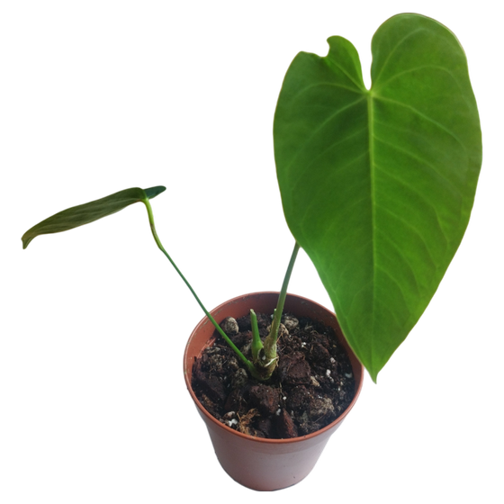 Anthurium Waterburyanum M