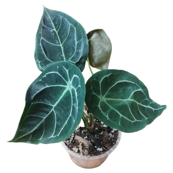Anthurium forgetii 'white stripes' M-L