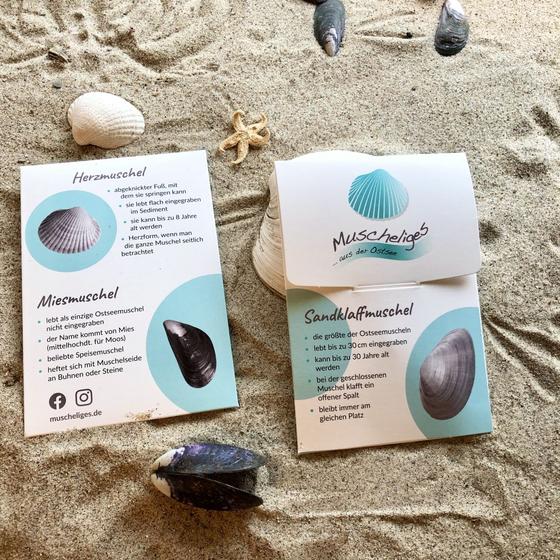 Silberring-Muscheln-Ostsee