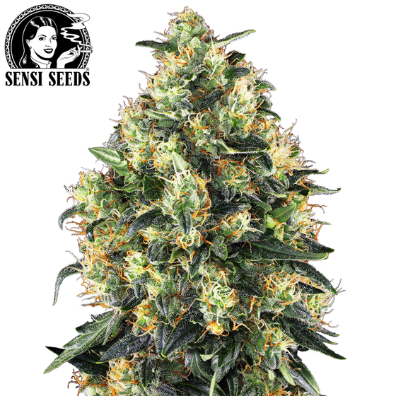 Samen, Sensi Seeds®, Super Skunk, Auto