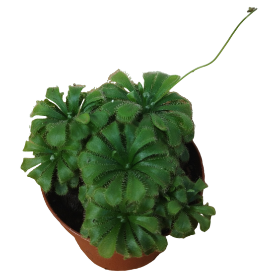 Drosera (Fleischfressende Pflanze) Karnivore