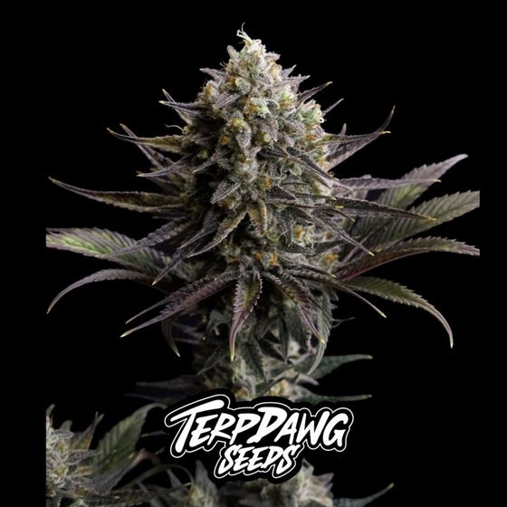 Samen, Terpdawg Seeds, Zkittelato